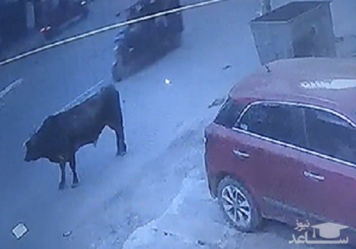 (فیلم) عاقبت زندگی مشترک با گاوها در هند