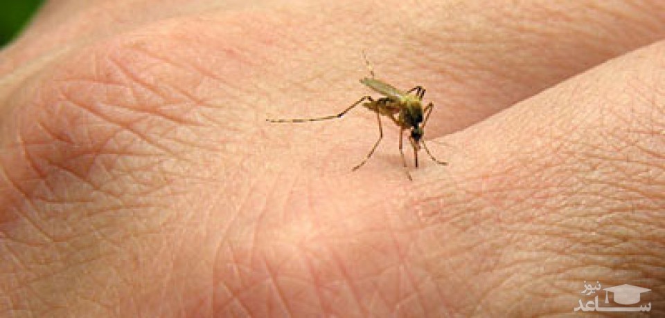 چه زمانی گزش حشرات خطرناک میشود؟