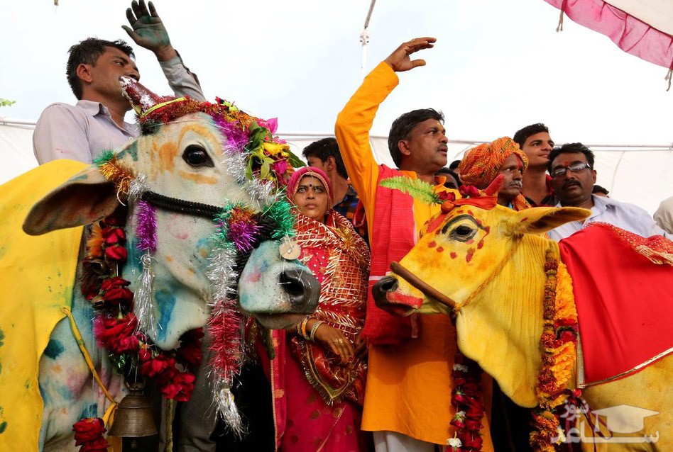 تصاویری از مراسم عروسی  گاو نر و ماده در هند !