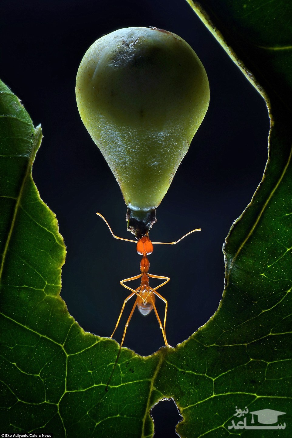 (عکس) نمایش قدرت بدنی مورچه ها