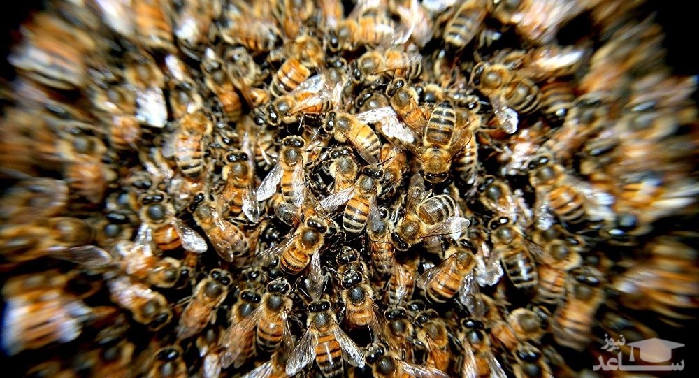 (فیلم) یک مرد قربانی رفتار خشن با زنبورها شد