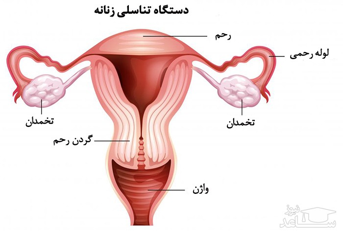 اختلالات اندام های جنسی زنانه!