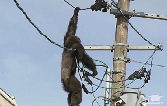(فیلم) سرانجام شامپانزه‌ای که سیم های برق را برای بازی انتخاب کرد