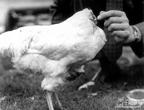 چگونه مرغ بعد از سر بریدن میتواند 18 ماه زنده بماند؟