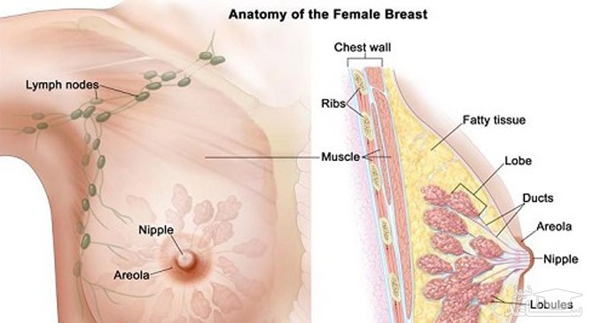 آشنایی با آناتومی پستان و سینه زنان !