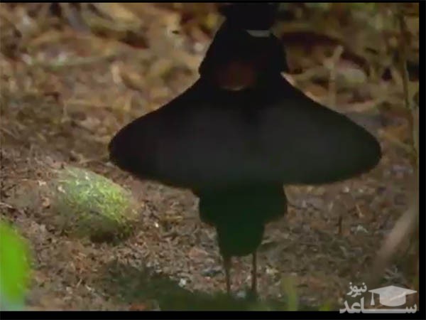 (فیلم) حیوانات عجیبی که کمتر کسی آنها را دیده است!