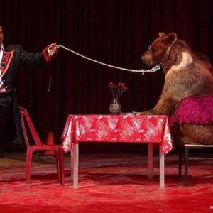 (فیلم) حمله خرس به یک مرد در سیرک