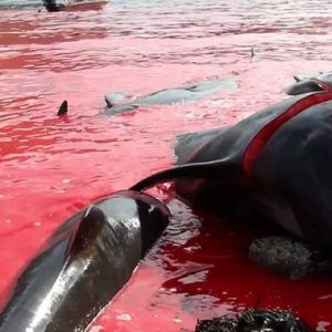 (فیلم) سنت وحشیانه قتل عام دلفین ها توسط دانمارکی ها