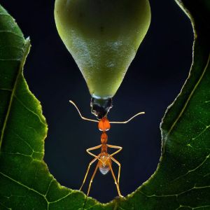 (عکس) نمایش قدرت بدنی مورچه ها