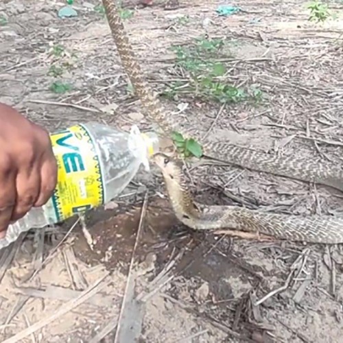 (فیلم) آب دادن یک فعال محیط زیست به مار نجات یافته