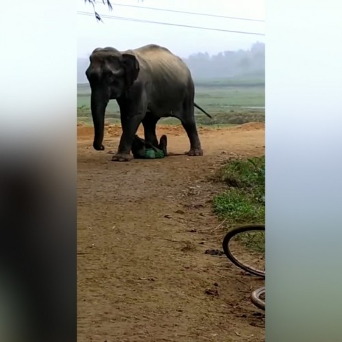 (فیلم) افتادن یک مرد هندی زیر دست و پای فیل عصبانی 