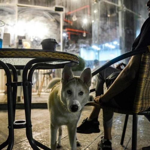 افتتاح یک کافه در عربستان برای سگ‌ ها