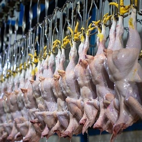 احتمال کاهش قیمت مرغ با تدبیری جدید