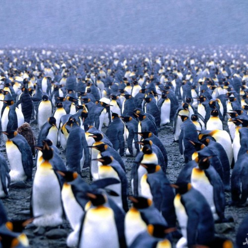 عکس دو پنگوئن عاشق جهانی شد