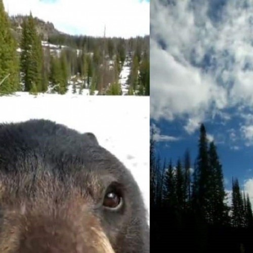 عکس های جالبی که خرس با دوربین عکاسی ثبت کرد + فیلم