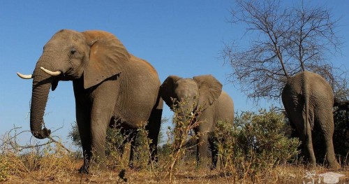 عکسی از گله فیل ها در کنیا