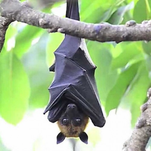 عکسی با مزه از خفاش زبان دراز
