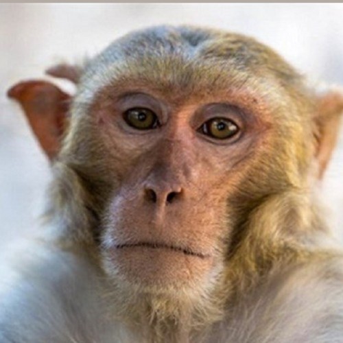 علائم آبله میمونی چیست؟