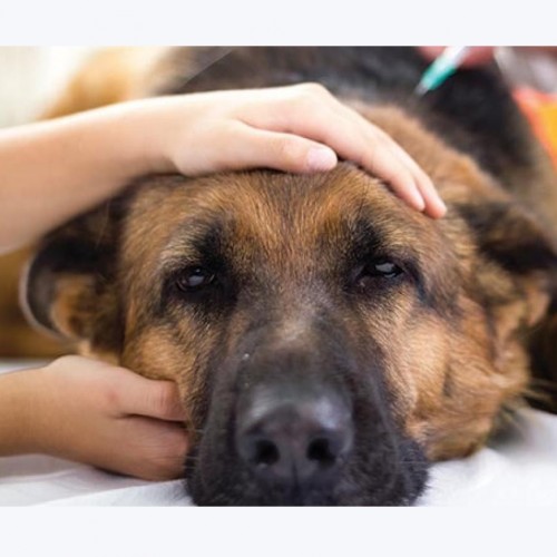 علائم بیماری ديستمپر در سگ ها و روش های درمان