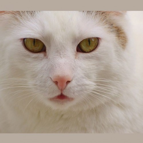 علائم پرکاری تیروئید در گربه و روش های درمان