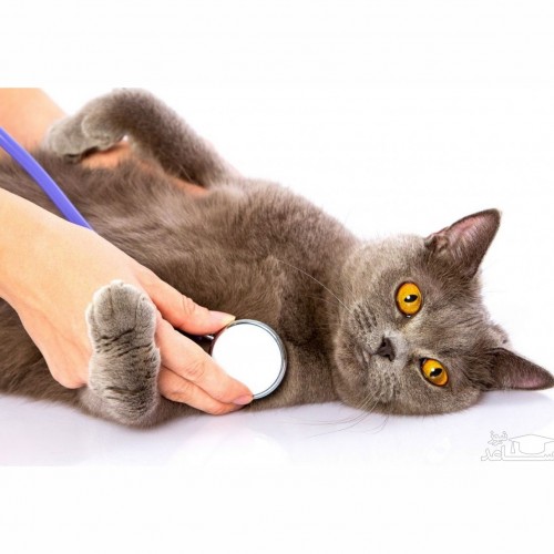 علائم زخم بستر در گربه ها و روش های درمان