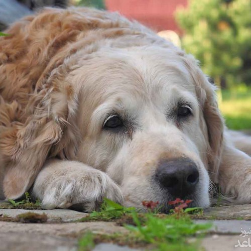 علل و علائم افسردگی فصلی در سگ و روش های درمان