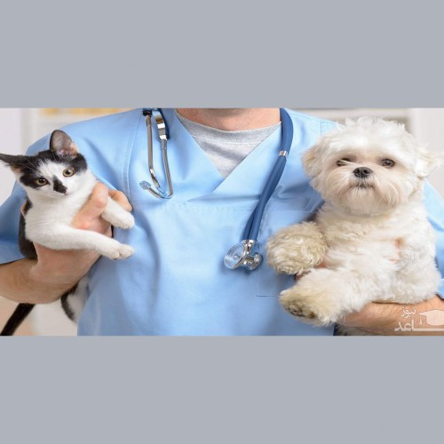 علل و علائم بیماری کیسه مقعدی در سگ و گربه و روش های درمان