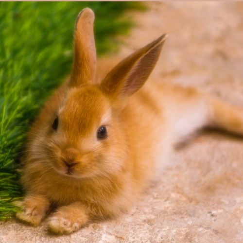 علل و علائم گرمازدگی در خرگوش ها و روش های درمان