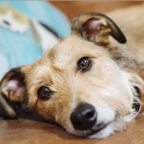 علل و علائم رفلاکس معده در سگ ها و روش های درمان