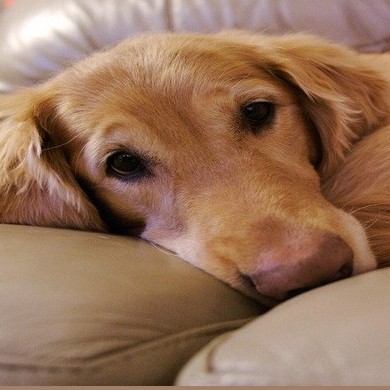 علل و علائم تشنج در سگ ها و روش های درمان