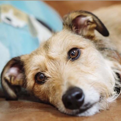 علل و علائم پاروا ویروس در سگ ها و روش های درمان