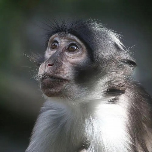 علت شیوع آبله میمون؛ رابطه نزدیک یک زن آمریکایی با میمون آلوده به آبله