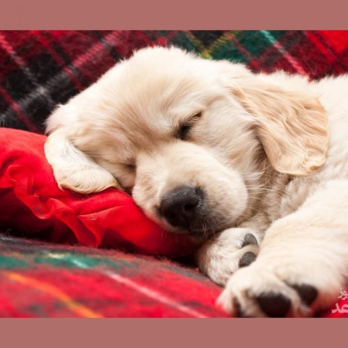 آموزش خوابیدن به سگ خانگی