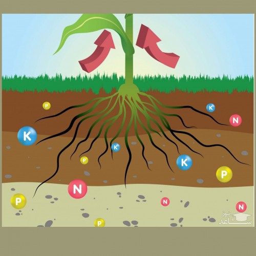 عناصر معدنی در رشد گیاهان و درختان چه نقشی داردند؟