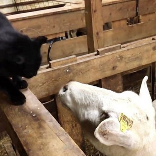 (فیلم) انتقام تلخ و در عین حال خنده‌دار یک گوسفند از گربه‌ای عصبی