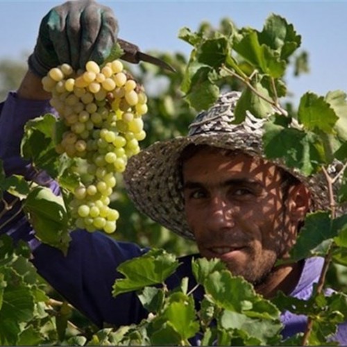 آشنایی با آداب و رسوم برداشت محصولات کشاورزی قزوین