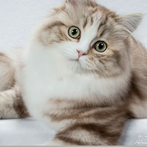 آشنایی با خصوصیات و ویژگی های رفتاری گربه نژاد راگمافن
