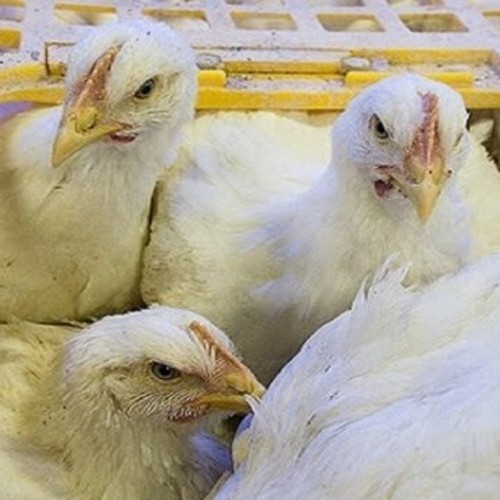 استفاده از تریاک در صنعت مرغداری حقیقت دارد؟