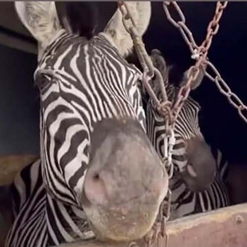 (فیلم) استقبال با کتک از ۳ گورخر آفریقایی در بدو ورود به ایران