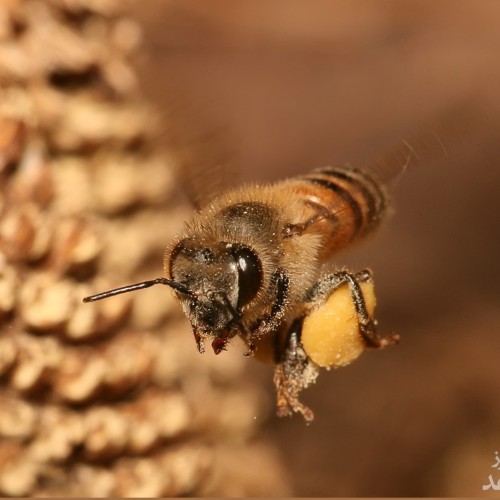 با زهر زنبور عسل می توان کرونا را درمان کرد!