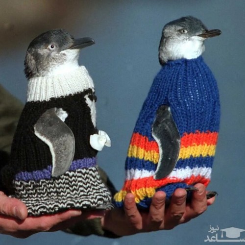 بافت ژاکت برای پنگوئن‌ها توسط مرد 109 ساله