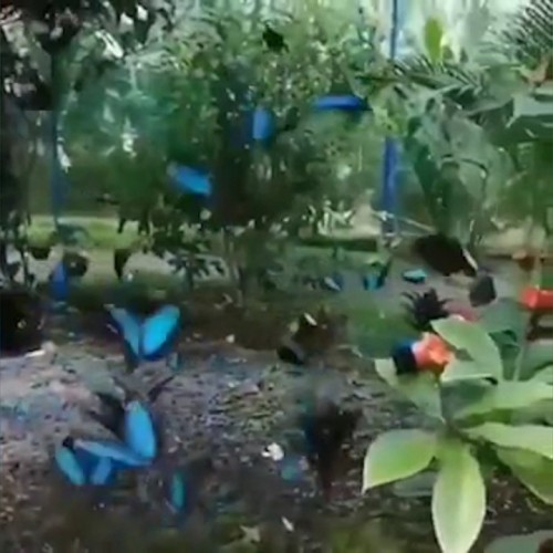 (فیلم) باغ پروانه در نزدیکی یکی از شهرهای تایلند