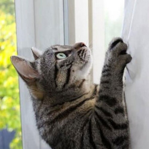 (فیلم) بالا رفتن حیرت آور یک گربه از دیوار