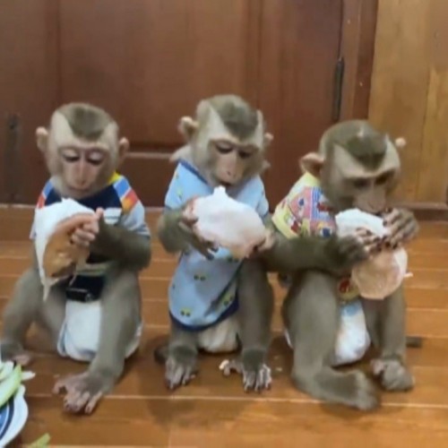 (فیلم) بچه میمون‌هایی که عاشق گریپ فروت هستند 