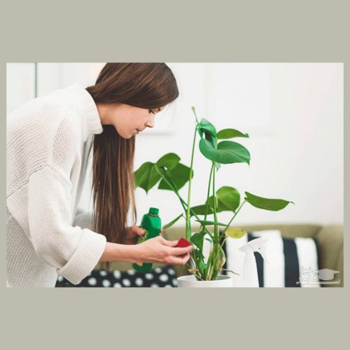 بهترین نوع کود برای گیاهان آپارتمانی کدام است؟