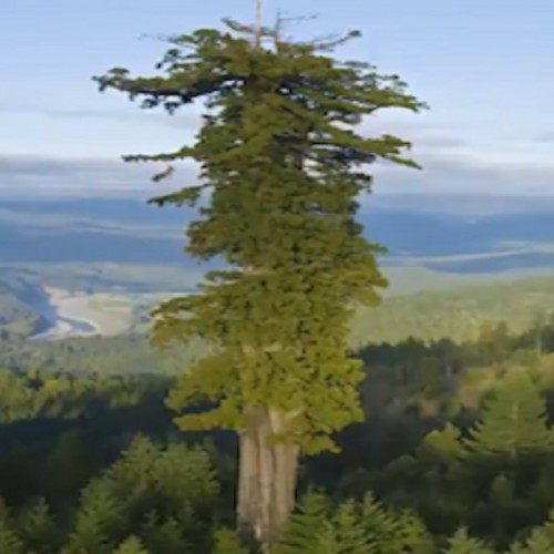 (فیلم) بلندترین درخت دنیا در شمال کالیفرنیا