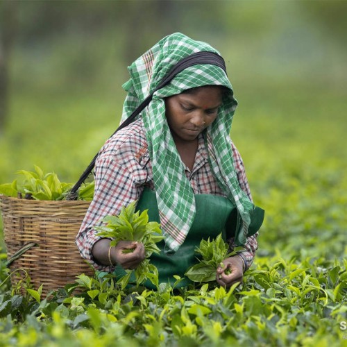 चाय, यात्रा और व्यापार: काला जादू का बाजार भाव