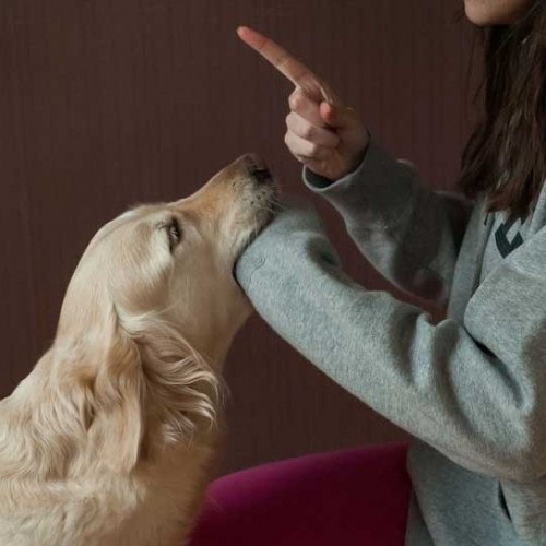 چه کنیم تا سگمان دیگران را گاز نگیرد؟