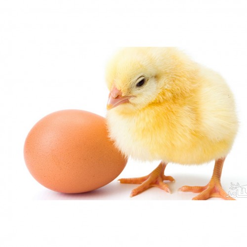 چرا به پرنده خانگی خود سفیده تخم مرغ بدهیم؟
