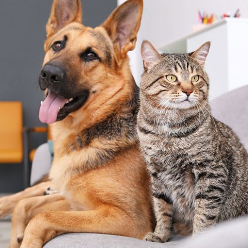 دلایل التهاب روده و معده سگ و گربه